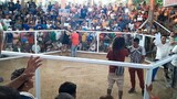 3 cocks derby First fight win (whitegold)