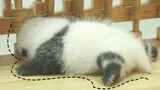 【Panda He Hua】The Most Recognizable Panda