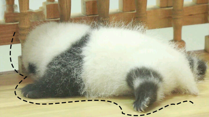 [Panda Hehua] แพนด้าตัวน้อยดุกดิ้กดุกดิ้ก