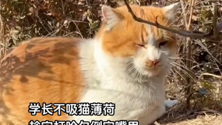 学弟给猫学长没吃过的猫薄荷！