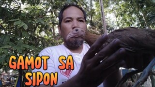 GAMOT SA SIPON