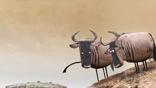 The argumentative wildebeest argued and lost his life