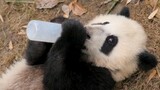 Bayi panda yang mengerti dialek Si Chuan.