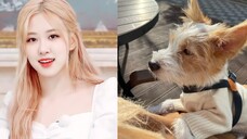 ROSÉ's new pet: hank, is here to say hello to everyone!!!