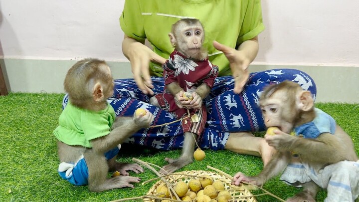 They like logan fruits, Lay Heang, Mino and Coconut monkey's
