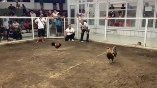 2 Cock Ulutan 1st Fight Win @TabacoCockpitArena March 21,2025 HAGAWAK ENTRY NAME 1- Draw 🙌🙌