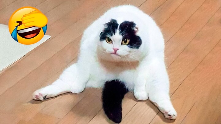 Try Not To Laugh : Funniest Moments Baby Meet Animals - Life Funny Pets Video - Bilibili Try Not To Laugh : Funniest Moments Baby Meet Animals - Life Funny Pets Video - Bilibili