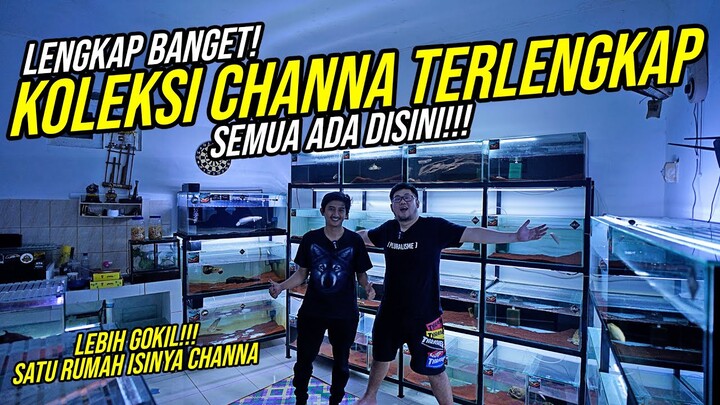 GALLERY CHANNA TERLENGKAP!!! - KOLEKSI CHANNA UNIK DAN LANGKA ADA DISINI!!!