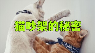 猫吵架里的秘密！