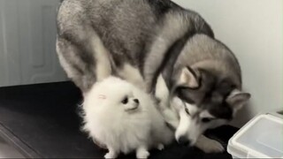 Mi Xiu và bé Cơm quý nhau như thế nào #Husky #Pomeranian #pet #dog #Phốc Sóc
