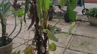 pejuang receh