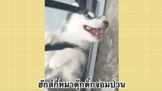 เพื่อนตัวน้อย สัตว์เลี้ยงแสนซน : ฮักส์กี้หมาดุ๊กดิ๊กจอมป่วน