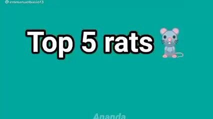 Top 5 Norats😂