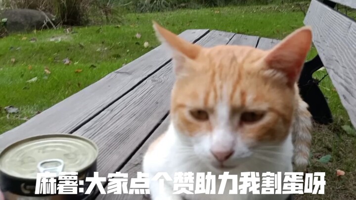 喵哩汪哩，上海一大学蛋最大的猫，大家点赞噶了它哈哈哈哈哈哈哈啊哈哈哈