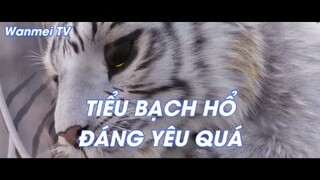 Thế giới hoàn mỹ Tập 20 - Tiểu Bạch Hổ đáng yêu quá