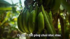Động Vật Ăn Tạp - Omnivore EP 4 [Sub Việt]
