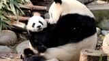 【大熊猫萌萌&萌宝】跟你们港，我女鹅可真好玩^O^