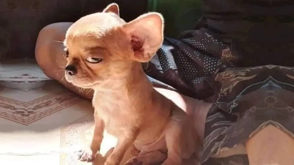 Angry Pets Compilation : Funny Angry Dogs of The Week - Bilibili