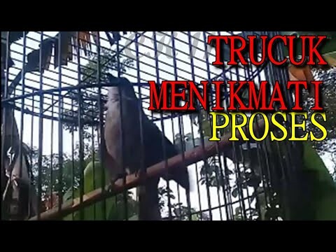 PANCINGAN TRUCUK GACOR, RAWATAN TAK MENGHIANATI HASIL