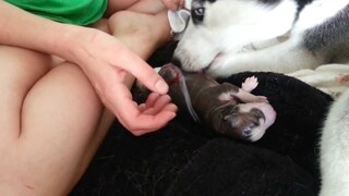 Husky birth - Malinka's little boy