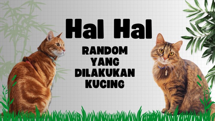 Hal Hal Random Yang Dilakukan Kucing