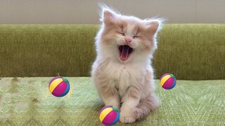 Baby cats - Cute and cute baby cat playing with ball - Cute Cats