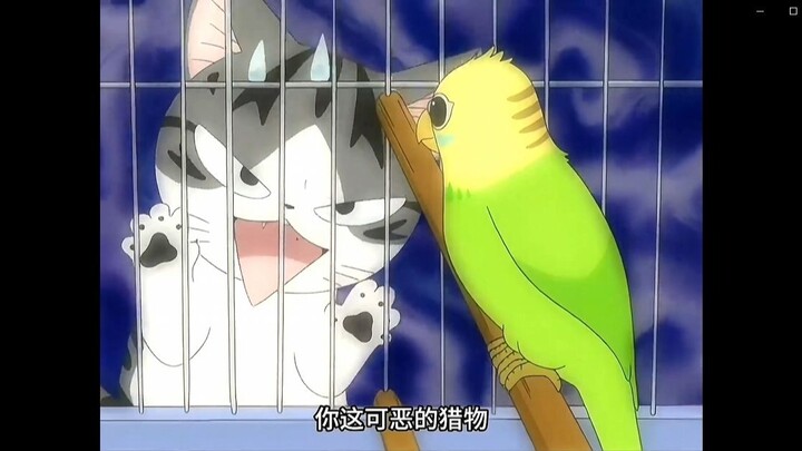 现在知道猫为什么会对着窗外的鸟吧唧嘴了吧