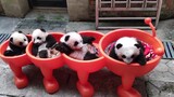Panda dari Chong Qing telah keluar, benar-benar panda bangsawan.