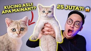 INI KUCING ASLI ATAU MAINAN?! CANGGIH BANGET! | BRITISH SHORTHAIR GOLDEN KITTEN UNBOXING & REVIEW