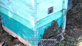 Peternakan Lebah Madu