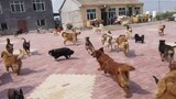 180 Ekor Anjing, Meninggalkan Rumah Jagal, Sekarang Bermain Gembira