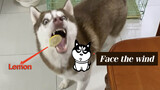 Husky đang ăn nhiệt tình bỗng đớp phải một miếng chanh sẽ thế nào?