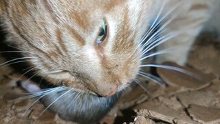 [Cat] My orange cat is eating a mouse