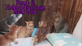 Introducing New Adopted Cat to the pack|
