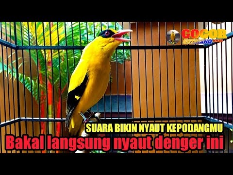 SUARA BIKIN NYAUT KEPODANGMU ❗ suara kepodang emas gacor INI ahlinya JADIKAN pancingan kepodang