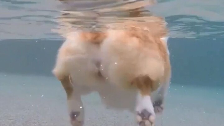[Hewan] Momen lucu anjing berenang di kolam renang