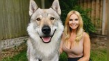 [Animals]A program introducing tamaskan dogs