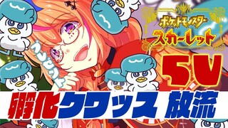 【ポケモンSV/Pokémon】5Vクワッス配布🎁🦆孵化あま・・・いや！愛の結晶！！【尾丸ポルカ/ホロライブ】