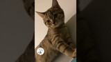LOL, Latest Funny Cats Shorts Videos Funny Animals Videos Compilations 😺😂😂 -EPS742