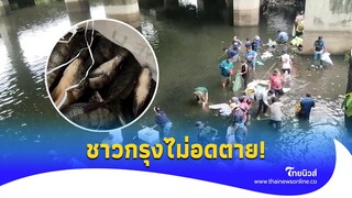 ชาวกรุงไม่อดตาย! แห่จับปลานิล-ปลาหมอคางดำ อึ้งโผล่นับล้าน|Thainews - ไทยนิวส์|update 14-jj