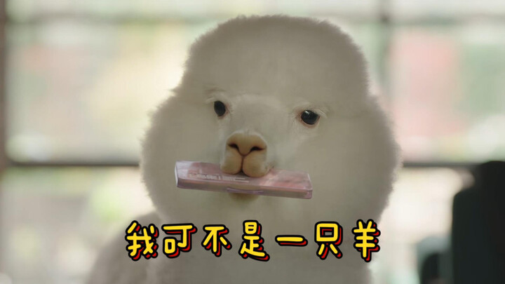 没有人能逃过滤镜羊驼这一段不笑的