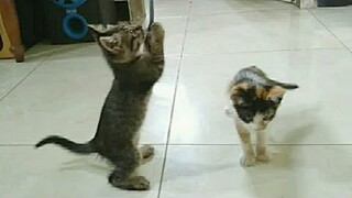 Anak Kucing Lucu