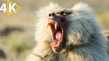 National Geographic Full Documentary On Baboon's Life Full Episode