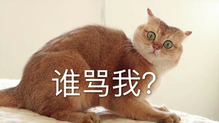 录下猫发飙时的声音，再放给猫听，真的会炸毛吗？