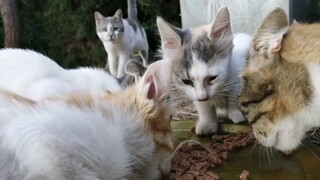 A Father And Mother Cat Eating Together With Thier Babies