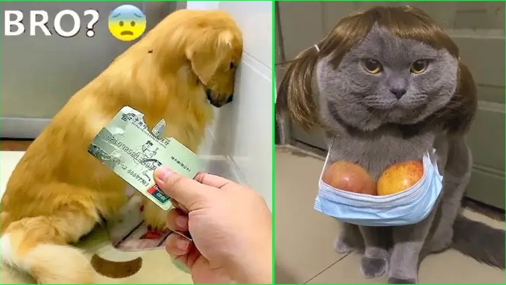 Funny Dog And Cat 😍🐶😻 Funniest Animals #71