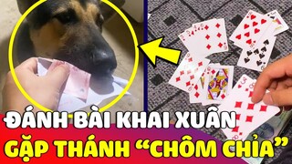 Chú chó với biệt tài 'CHÔM CHỈA' khiến mấy cô hàng xóm 'ĐÁNH BÀI'  mãi cứ thua 😂 | Động Tiin