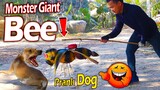 Fake Giant Bee vs Real Dog Prank Very Funny Surprise Scared Reaction - Must Watch Most Funny Prank