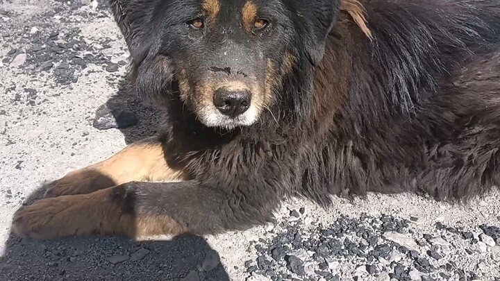 [Hewan] Kisah anjing Tibetan Mastiff
