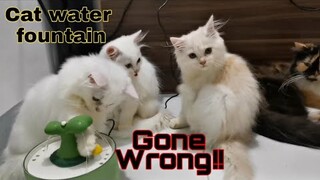 Cat Water Fountain || Clowder zone